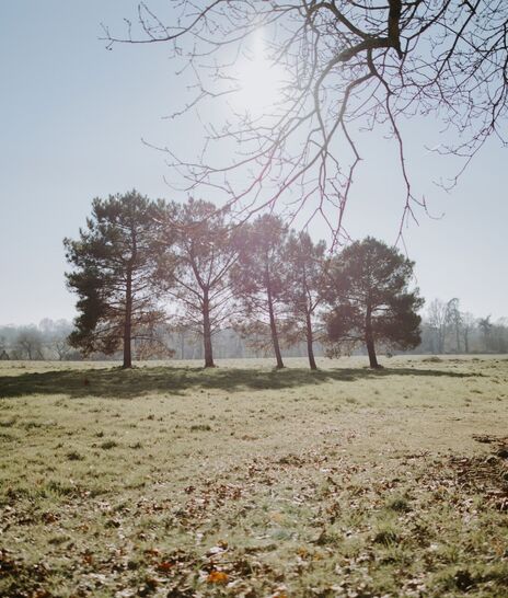 Jardin - Domaine de Meslay