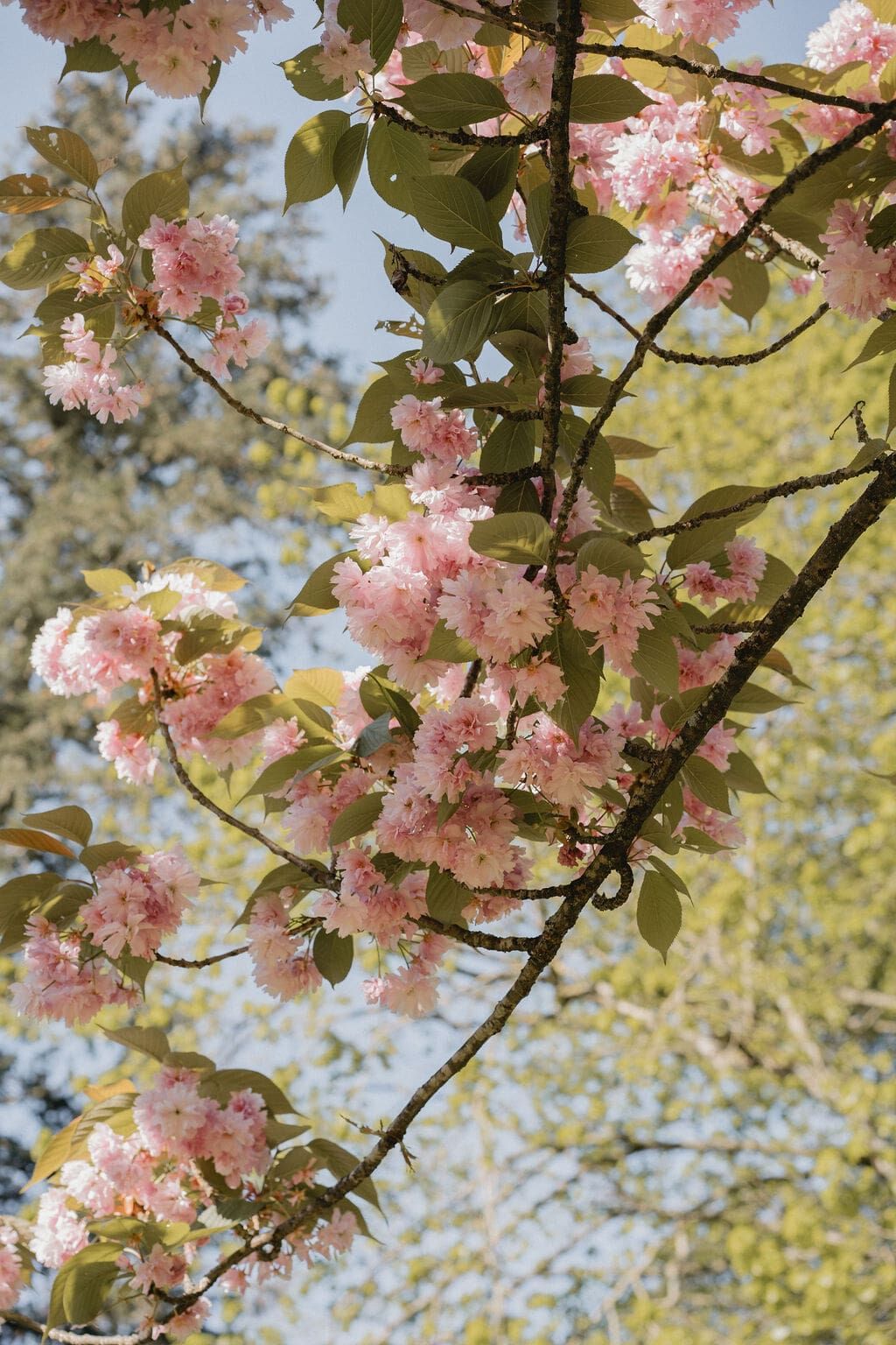 Branche arbre fleurs - Domaine de Meslay