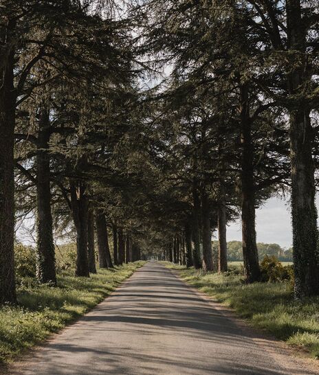 Allée - domaine en vendée - Domaine de Meslay
