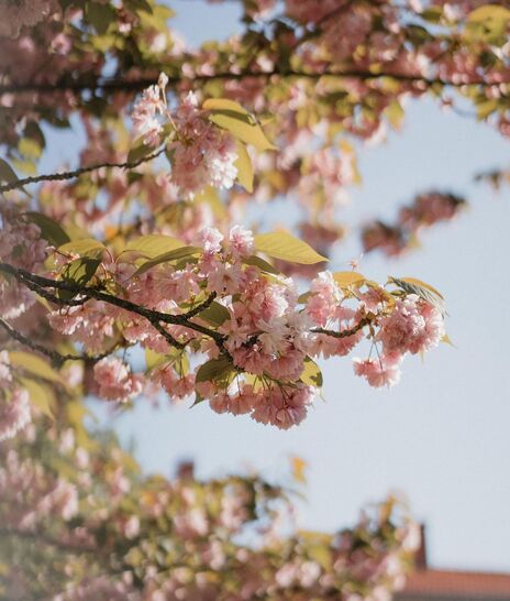 arbre jardin fleurs - Domaine de Meslay