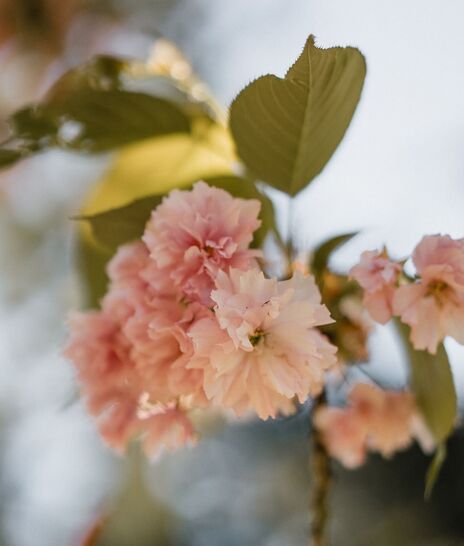 zoom fleurs - Domaine de Meslay