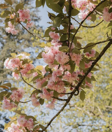 Branche arbre fleurs - Domaine de Meslay
