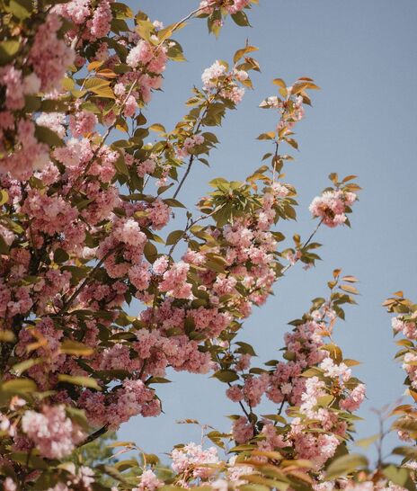 Fleurs - Domaine de Meslay